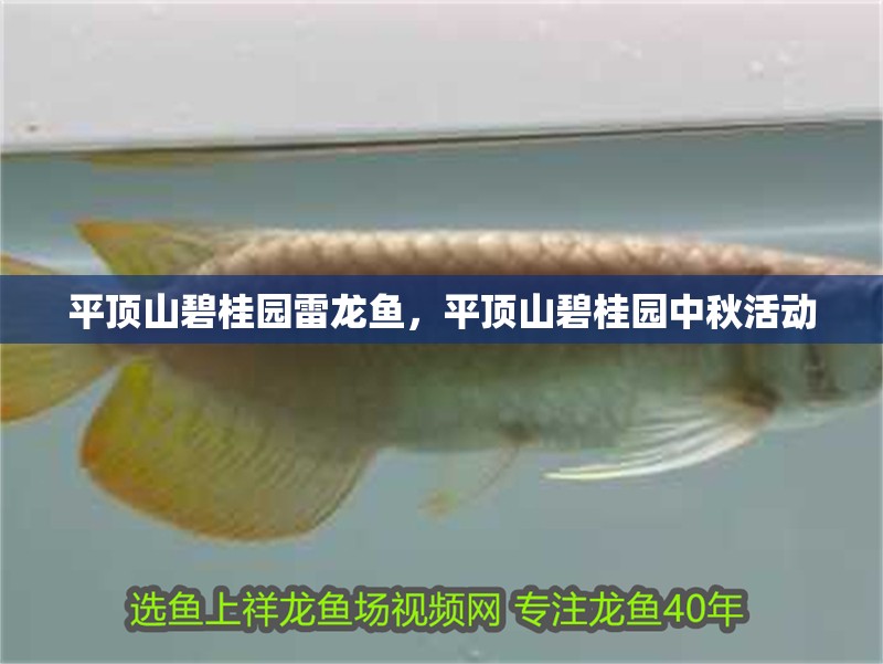 平頂山碧桂園雷龍魚，平頂山碧桂園中秋活動