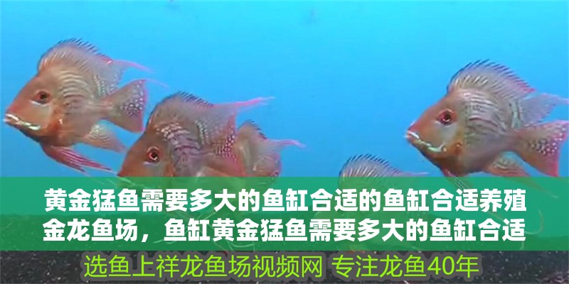 黃金猛魚需要多大的魚缸合適的魚缸合適養殖金龍魚場，魚缸黃金猛魚需要多大的魚缸合適 黃金猛魚需要多大的魚缸合適的魚缸合適養殖金龍魚場，魚缸黃金猛魚需要多大的魚缸合適 觀賞魚百科 第1張