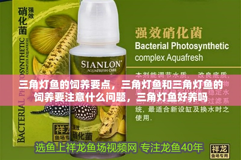 三角燈魚的飼養(yǎng)要點，三角燈魚和三角燈魚的飼養(yǎng)要注意什么問題，三角燈魚好養(yǎng)嗎