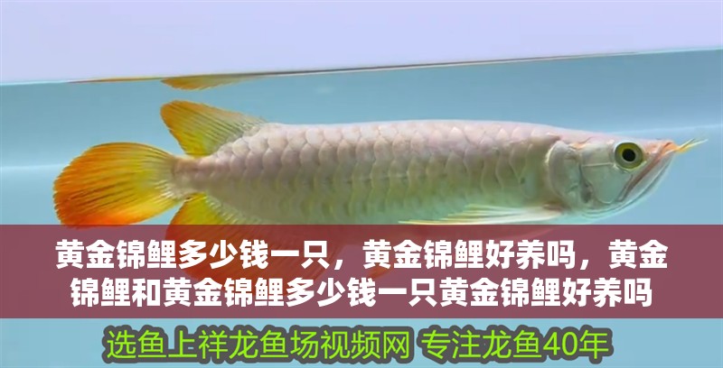 黃金錦鯉多少錢一只，黃金錦鯉好養嗎，黃金錦鯉和黃金錦鯉多少錢一只黃金錦鯉好養嗎