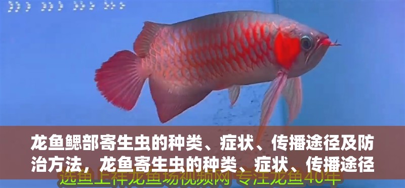 龍魚鰓部寄生蟲的種類、癥狀、傳播途徑及防治方法，龍魚寄生蟲的種類、癥狀、傳播途徑以及防治方法