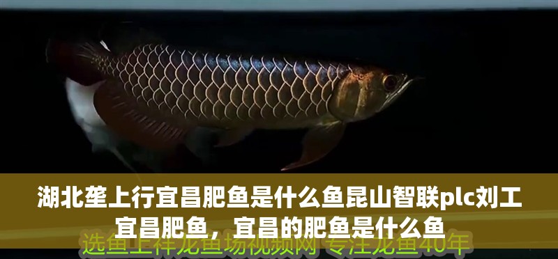 湖北壟上行宜昌肥魚是什么魚昆山智聯plc劉工宜昌肥魚，宜昌的肥魚是什么魚