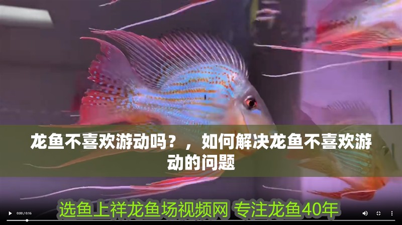 龍魚不喜歡游動嗎？，如何解決龍魚不喜歡游動的問題 龍魚不喜歡游動嗎？，如何解決龍魚不喜歡游動的問題 觀賞魚百科 第2張