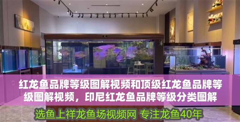 紅龍魚(yú)品牌等級(jí)圖解視頻和頂級(jí)紅龍魚(yú)品牌等級(jí)圖解視頻，印尼紅龍魚(yú)品牌等級(jí)分類圖解 紅龍魚(yú)品牌等級(jí)圖解視頻和頂級(jí)紅龍魚(yú)品牌等級(jí)圖解視頻，印尼紅龍魚(yú)品牌等級(jí)分類圖解 觀賞魚(yú)百科