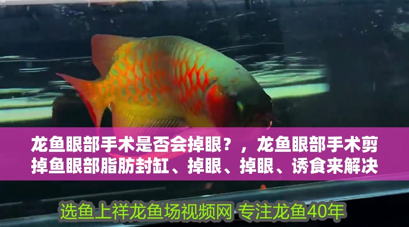 龍魚眼部手術是否會掉眼？，龍魚眼部手術剪掉魚眼部脂肪封缸、掉眼、掉眼、誘食來解決