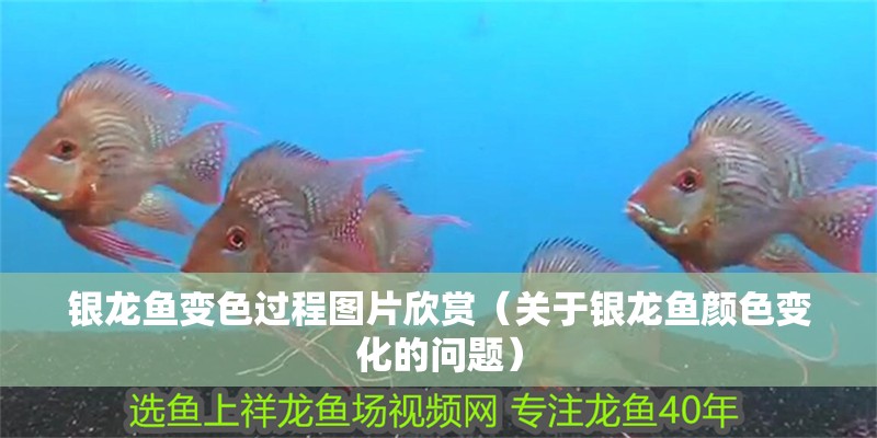銀龍魚變色過程圖片欣賞（關于銀龍魚顏色變化的問題）