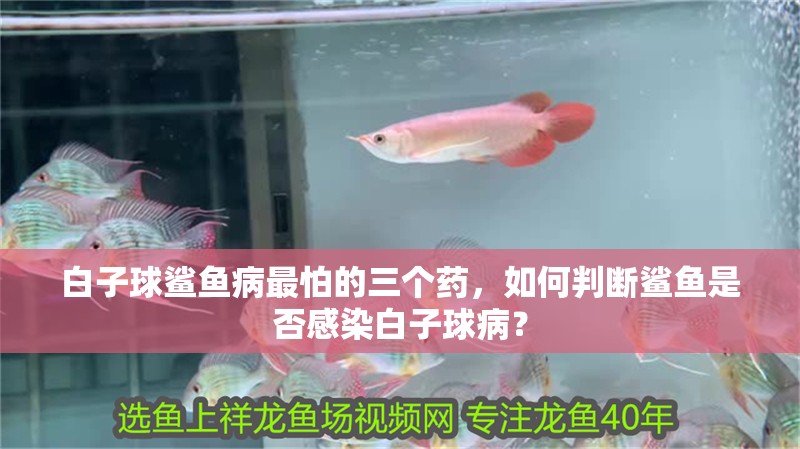 白子球鯊魚病最怕的三個藥，如何判斷鯊魚是否感染白子球病？