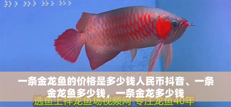 一條金龍魚的價格是多少錢人民幣抖音、一條金龍魚多少錢，一條金龍多少錢 一條金龍魚的價格是多少錢人民幣抖音、一條金龍魚多少錢，一條金龍多少錢 觀賞魚百科 第2張