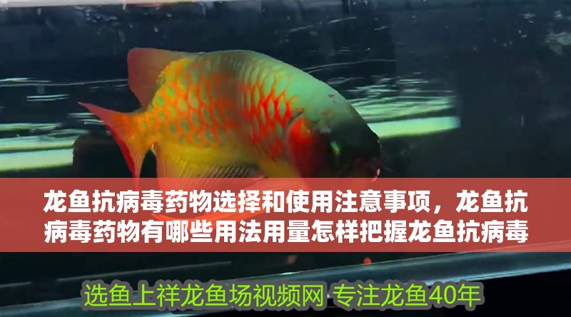 龍魚抗病毒藥物選擇和使用注意事項，龍魚抗病毒藥物有哪些用法用量怎樣把握龍魚抗病毒藥