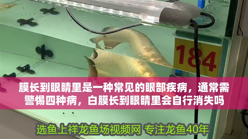 膜長(zhǎng)到眼睛里是一種常見的眼部疾病，通常需警惕四種病，白膜長(zhǎng)到眼睛里會(huì)自行消失嗎