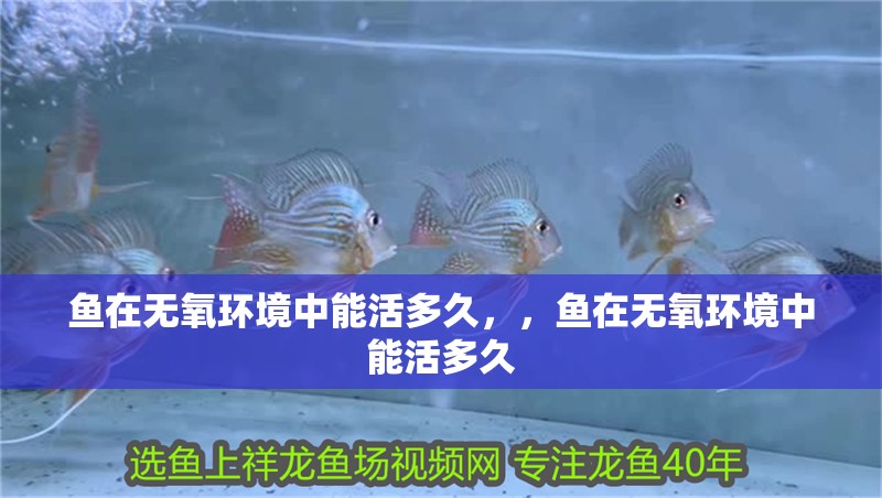 魚在無氧環境中能活多久，，魚在無氧環境中能活多久