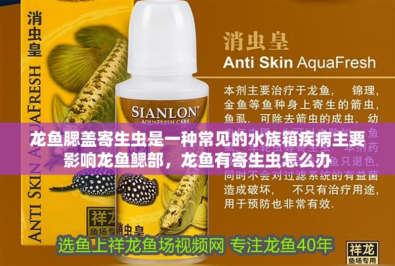 龍魚腮蓋寄生蟲是一種常見的水族箱疾病主要影響龍魚鰓部,龍魚有寄生蟲怎么辦 觀賞魚百科 第9張 龍魚腮蓋寄生蟲是一種常見的水族箱疾病主要影響龍魚鰓部,龍魚有寄生蟲怎么辦 龍魚腮蓋寄生蟲是一種常見的水族箱疾病主要影響龍魚鰓部,龍魚有寄生蟲怎么辦 觀賞魚百科 第9張