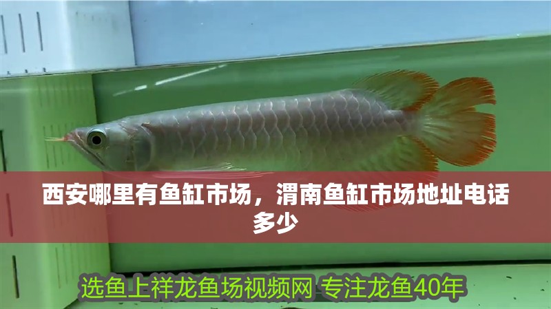 西安哪里有魚缸市場，渭南魚缸市場地址電話多少