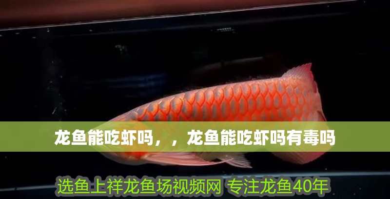 龍魚能吃蝦嗎，，龍魚能吃蝦嗎有毒嗎
