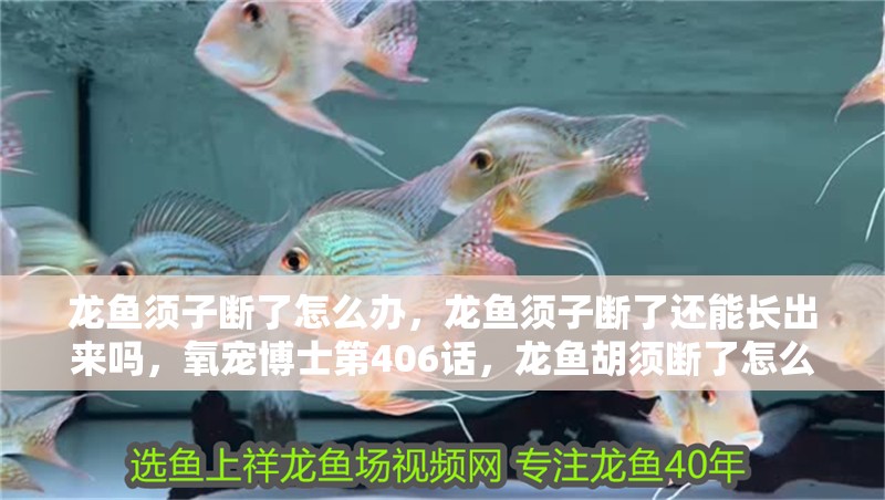 龍魚須子斷了怎么辦，龍魚須子斷了還能長出來嗎，氧寵博士第406話，龍魚胡須斷了怎么辦