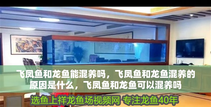 飛鳳魚和龍魚能混養嗎，飛鳳魚和龍魚混養的原因是什么，飛鳳魚和龍魚可以混養嗎