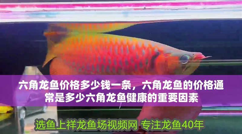 六角龍魚價格多少錢一條，六角龍魚的價格通常是多少六角龍魚健康的重要因素