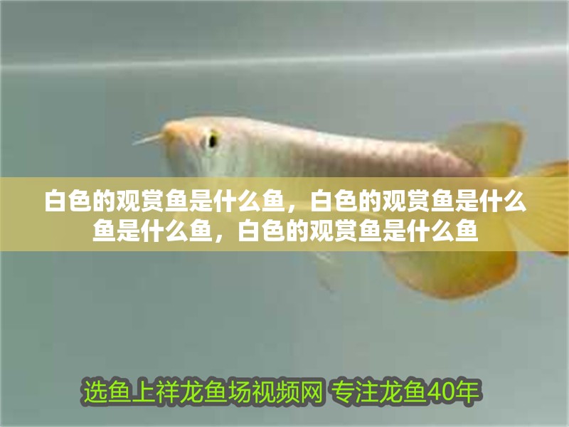 白色的觀賞魚是什么魚，白色的觀賞魚是什么魚是什么魚，白色的觀賞魚是什么魚