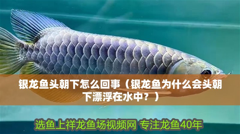 銀龍魚頭朝下怎么回事（銀龍魚為什么會(huì)頭朝下漂浮在水中？）