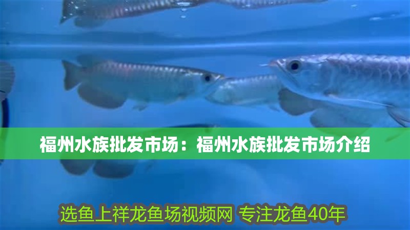 福州水族批發(fā)市場(chǎng)：福州水族批發(fā)市場(chǎng)介紹