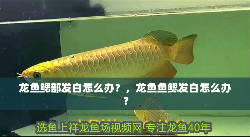 龍魚鰓部發(fā)白怎么辦？，龍魚魚鰓發(fā)白怎么辦？