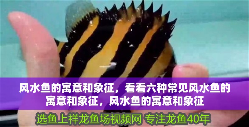 魚缸過濾器選購指南:自制魚缸過濾器魚缸上置過濾器對于養魚愛好者的必備知識 風水魚的寓意和象征,看看六種常見風水魚的寓意和象征,風水魚的寓意和象征 觀賞魚百科 風水魚的寓意和象征,看看六種常見風水魚的寓意和象征,風水魚的寓意和象征 風水魚的寓意和象征,看看六種常見風水魚的寓意和象征,風水魚的寓意和象征 觀賞魚百科