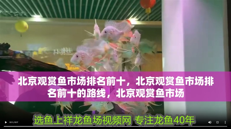 北京觀賞魚市場排名前十，北京觀賞魚市場排名前十的路線，北京觀賞魚市場 北京觀賞魚市場排名前十，北京觀賞魚市場排名前十的路線，北京觀賞魚市場 觀賞魚百科