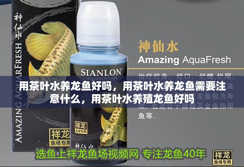 用茶葉水養龍魚好嗎，用茶葉水養龍魚需要注意什么，用茶葉水養殖龍魚好嗎