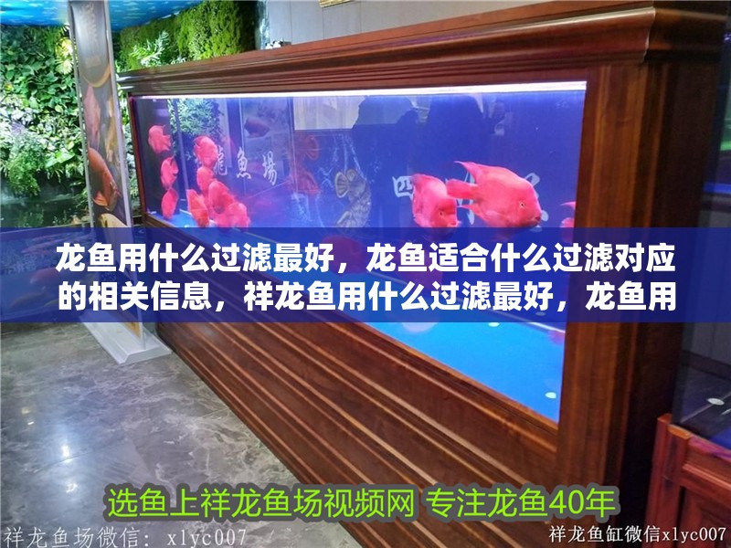 龍魚用什么過濾最好，龍魚適合什么過濾對應的相關信息，祥龍魚用什么過濾最好，龍魚用什么過濾最好，
