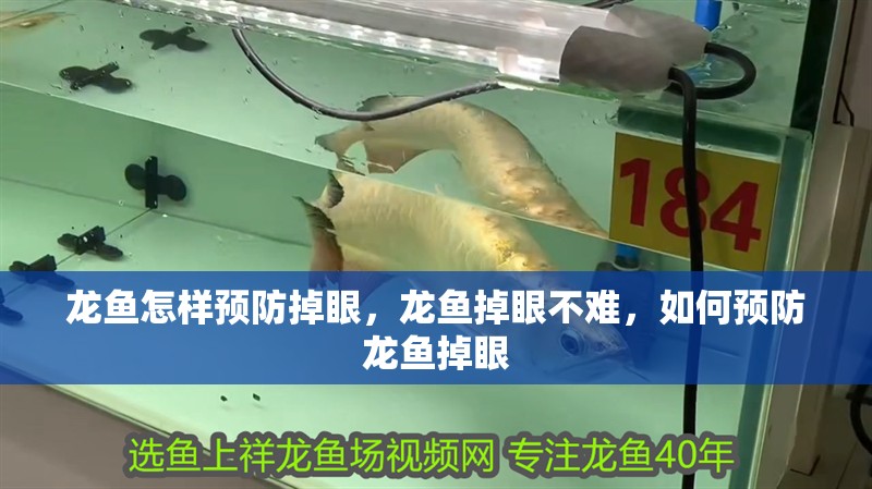 龍魚怎樣預防掉眼，龍魚掉眼不難，如何預防龍魚掉眼