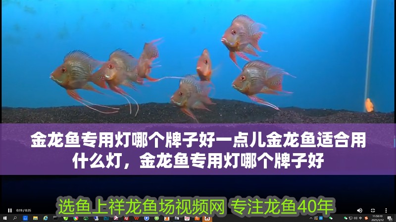 給大魚缸換水的作文:體驗給大魚缸換水的樂趣:體驗給大魚缸換水:給大魚缸換水的作文 金龍魚專用燈哪個牌子好一點兒金龍魚適合用什么燈,金龍魚專用燈哪個牌子好 觀賞魚百科 金龍魚專用燈哪個牌子好一點兒金龍魚適合用什么燈,金龍魚專用燈哪個牌子好 金龍魚專用燈哪個牌子好一點兒金龍魚適合用什么燈,金龍魚專用燈哪個牌子好 觀賞魚百科