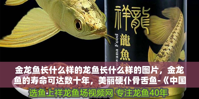 金龍魚長什么樣的龍魚長什么樣的圖片，金龍魚的壽命可達數十年，美麗硬仆骨舌魚-《中國科學報》 金龍魚長什么樣的龍魚長什么樣的圖片，金龍魚的壽命可達數十年，美麗硬仆骨舌魚-《中國科學報》 觀賞魚百科 第2張