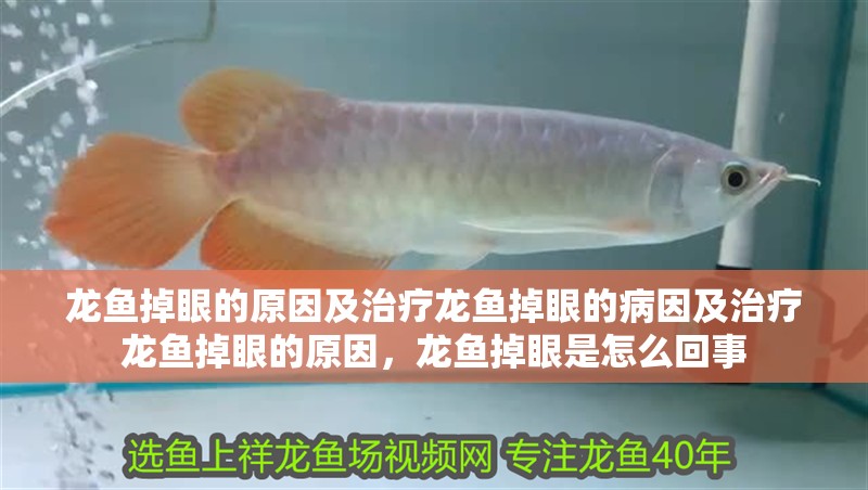 龍魚掉眼的原因及治療龍魚掉眼的病因及治療龍魚掉眼的原因，龍魚掉眼是怎么回事