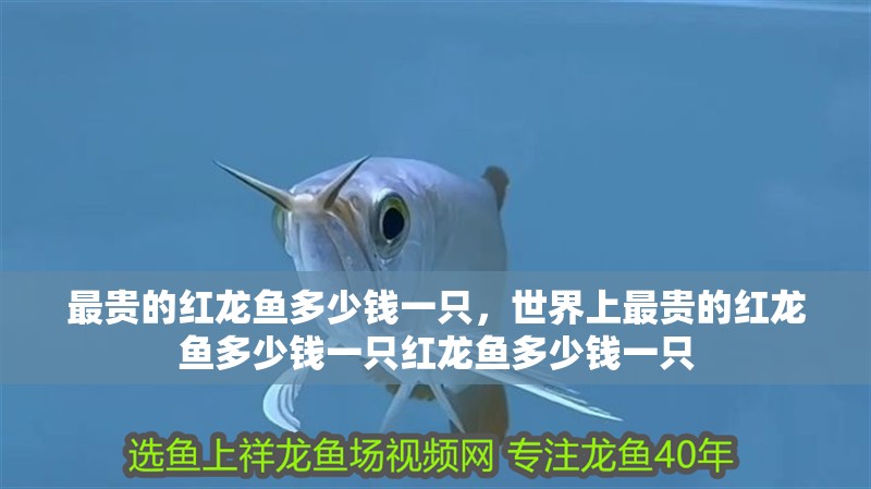 最貴的紅龍魚多少錢一只，世界上最貴的紅龍魚多少錢一只紅龍魚多少錢一只