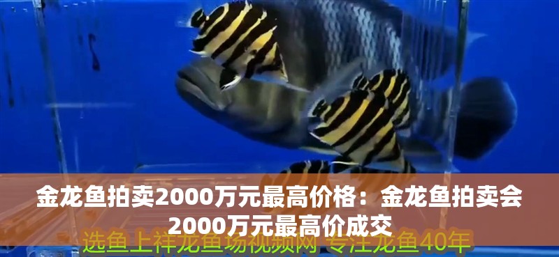 金龍魚拍賣2000萬元最高價格：金龍魚拍賣會2000萬元最高價成交