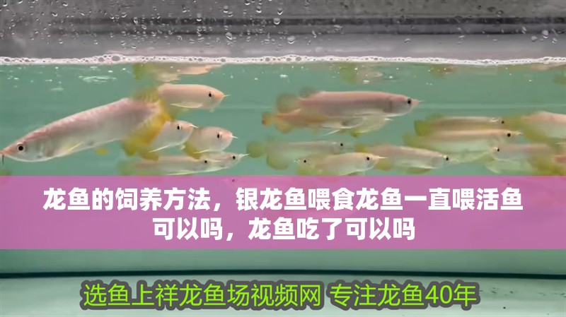 龍魚的飼養(yǎng)方法，銀龍魚喂食龍魚一直喂活魚可以嗎，龍魚吃了可以嗎