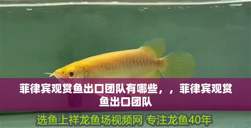 菲律賓觀賞魚出口團隊有哪些，，菲律賓觀賞魚出口團隊
