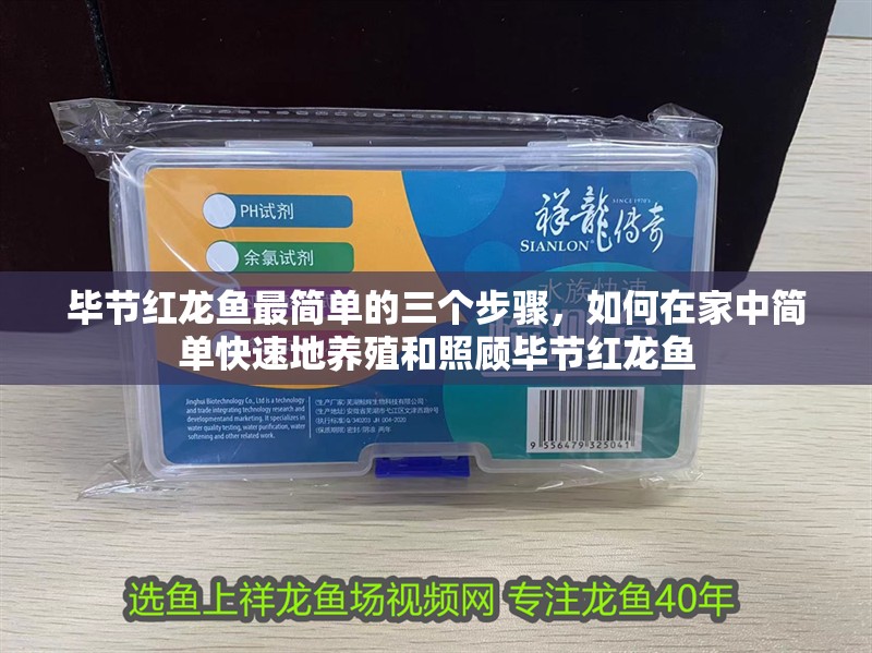 畢節紅龍魚最簡單的三個步驟，如何在家中簡單快速地養殖和照顧畢節紅龍魚