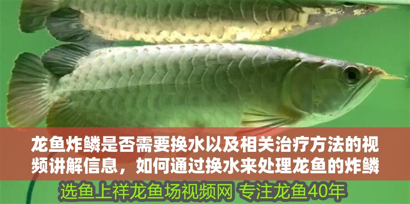龍魚炸鱗是否需要換水以及相關治療方法的視頻講解信息，如何通過換水來處理龍魚的炸鱗問題 龍魚炸鱗是否需要換水以及相關治療方法的視頻講解信息，如何通過換水來處理龍魚的炸鱗問題 觀賞魚百科 第6張