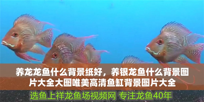 養龍龍魚什么背景紙好，養銀龍魚什么背景圖片大全大圖唯美高清魚缸背景圖片大全
