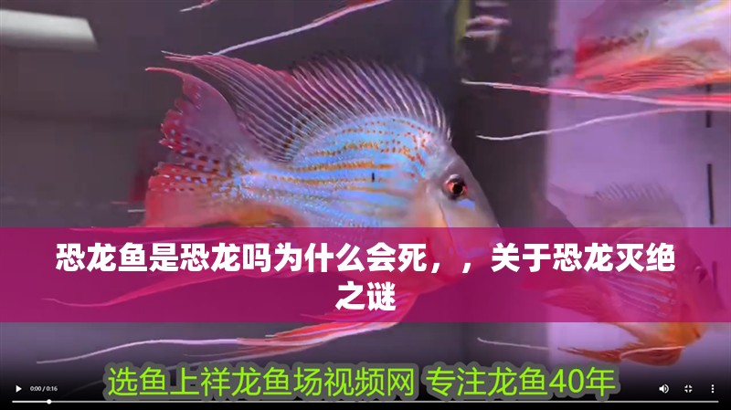恐龍魚(yú)是恐龍嗎為什么會(huì)死，，關(guān)于恐龍滅絕之謎