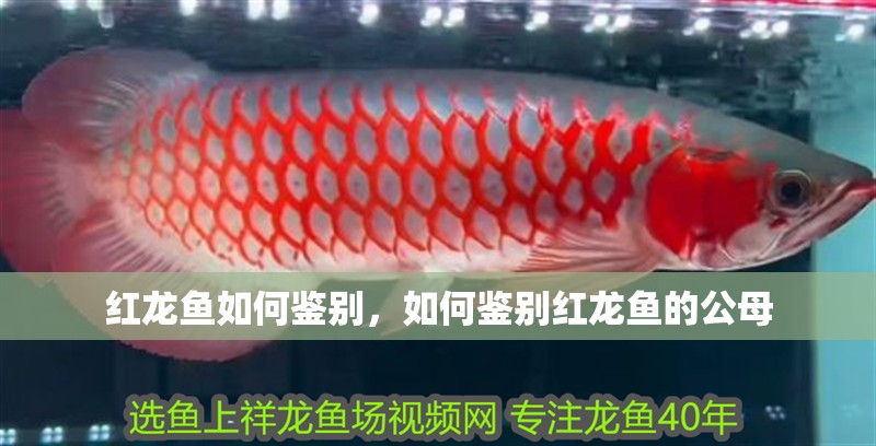紅龍魚如何鑒別，如何鑒別紅龍魚的公母 紅龍魚如何鑒別，如何鑒別紅龍魚的公母 觀賞魚百科