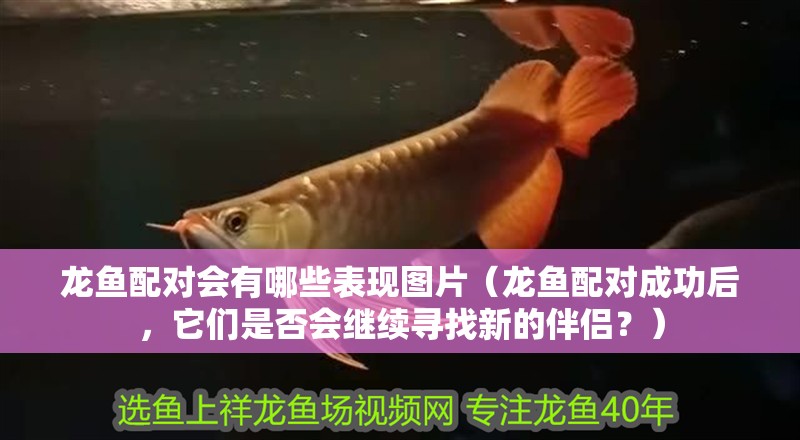 龍魚配對會有哪些表現圖片（龍魚配對成功后，它們是否會繼續尋找新的伴侶？） 龍魚配對會有哪些表現圖片（龍魚配對成功后，它們是否會繼續尋找新的伴侶？） 觀賞魚百科 第2張