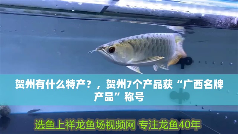 賀州有什么特產？，賀州7個產品獲“廣西名牌產品”稱號