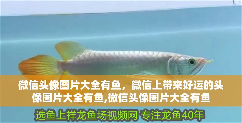 微信頭像圖片大全有魚，微信上帶來(lái)好運(yùn)的頭像圖片大全有魚,微信頭像圖片大全有魚