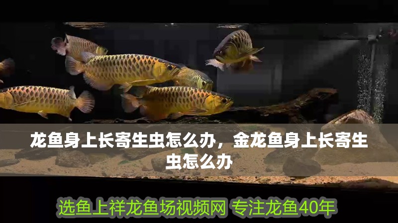 龍魚(yú)身上長(zhǎng)寄生蟲(chóng)怎么辦，金龍魚(yú)身上長(zhǎng)寄生蟲(chóng)怎么辦