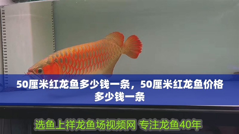 50厘米紅龍魚多少錢一條，50厘米紅龍魚價格多少錢一條 50厘米紅龍魚多少錢一條，50厘米紅龍魚價格多少錢一條 觀賞魚百科 第2張