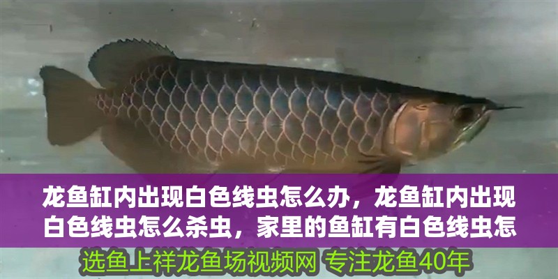 龍魚缸內出現白色線蟲怎么辦，龍魚缸內出現白色線蟲怎么殺蟲，家里的魚缸有白色線蟲怎么辦