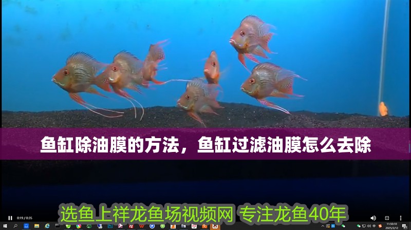 魚缸除油膜的方法，魚缸過濾油膜怎么去除 魚缸除油膜的方法，魚缸過濾油膜怎么去除 觀賞魚百科 第1張