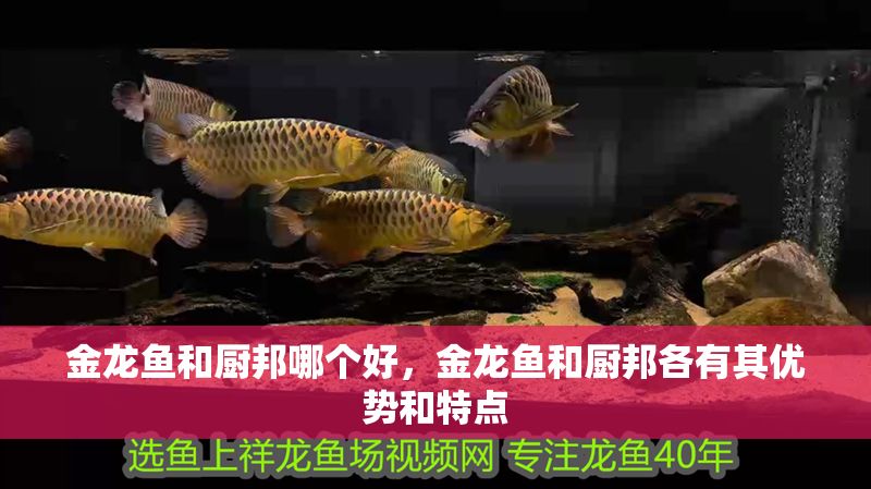 金龍魚和廚邦哪個好，金龍魚和廚邦各有其優勢和特點
